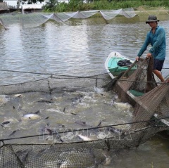 Đồng Tháp chuẩn bị hơn 1,8 tỷ con cá tra giống chất lượng cao